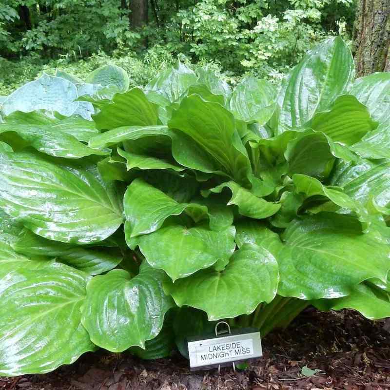 Hosta ‘Lakeside Midnight Miss’