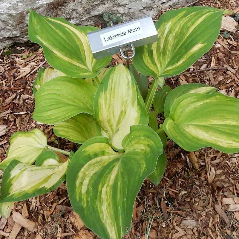 Hosta ‘Lakeside Mom’