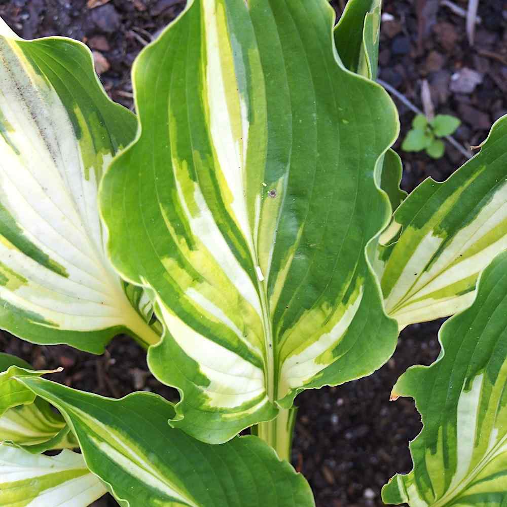 Hosta Lakeside Paisley Print