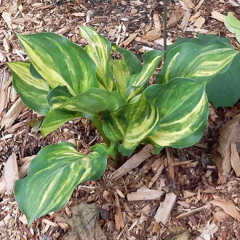 Hosta Lakeside Reflecting Glass