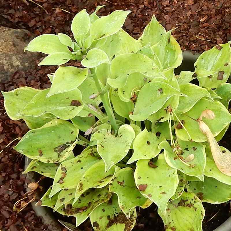 Hosta ‘Lakeside Scamp’