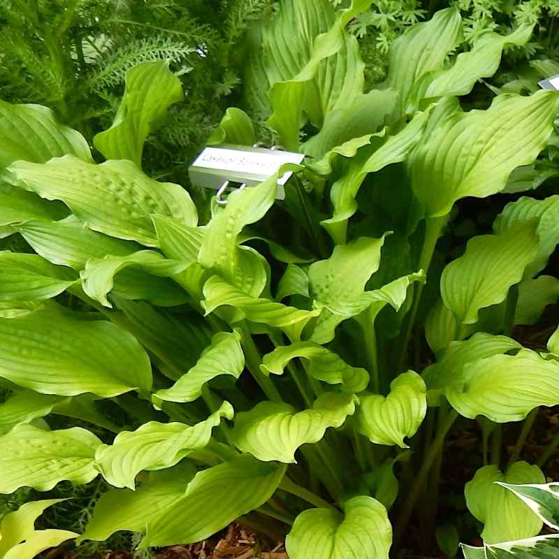 Hosta ‘Lakeside Sparkle Plenty’