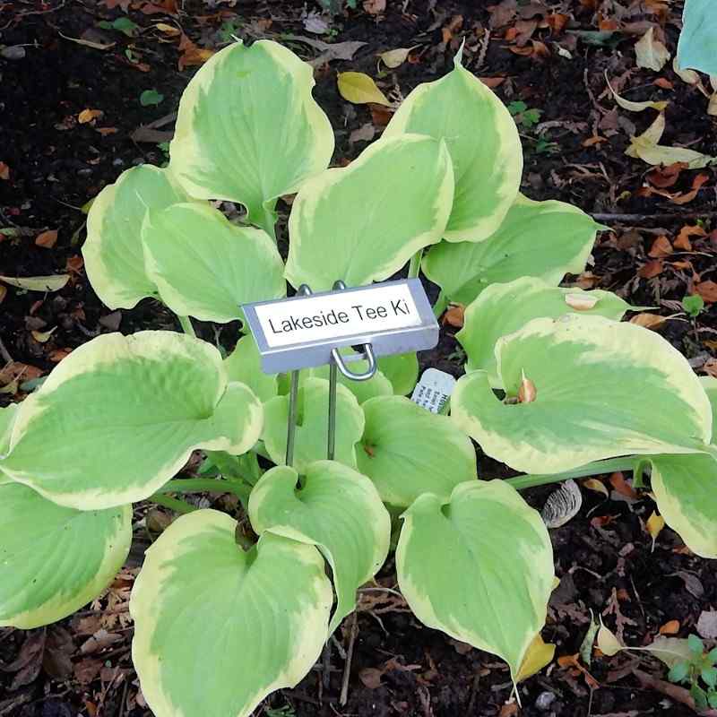 Hosta ‘Lakeside Tee Ki’