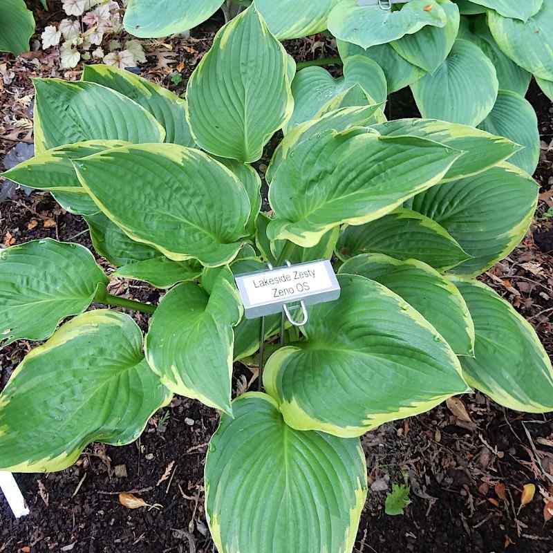 Hosta ‘Lakeside Zesty Zeno’