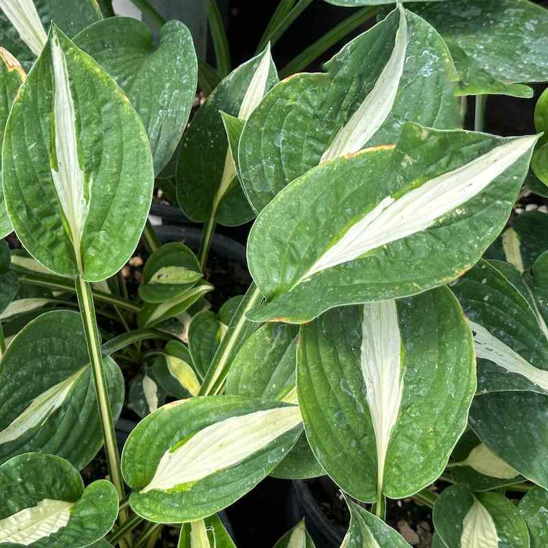 Hosta ‘Lemon Juice’