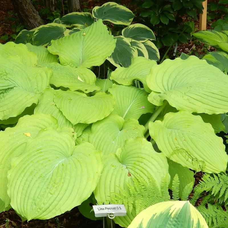 Hosta Lime Piecrust