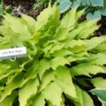 Hosta Little Miss Magic