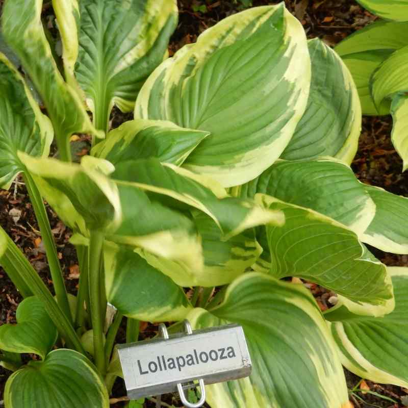 Hosta ‘Lollapalooza’