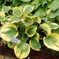 Hosta Magic Fire