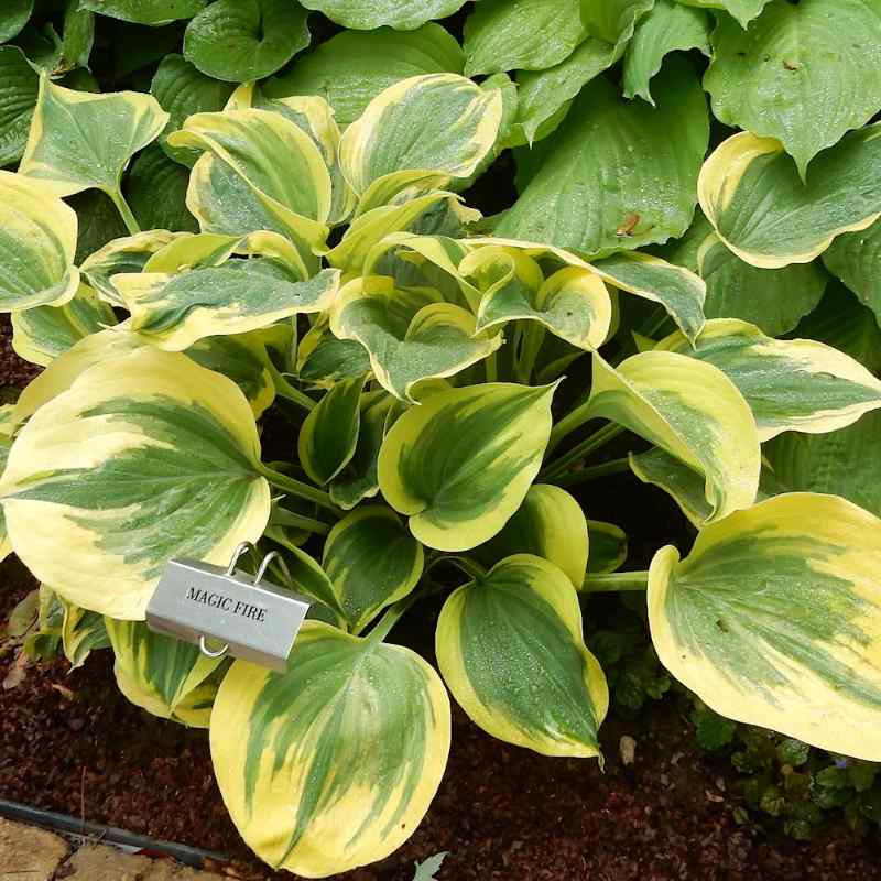 Hosta ‘Magic Fire’