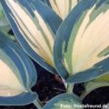 Hosta Magic Island