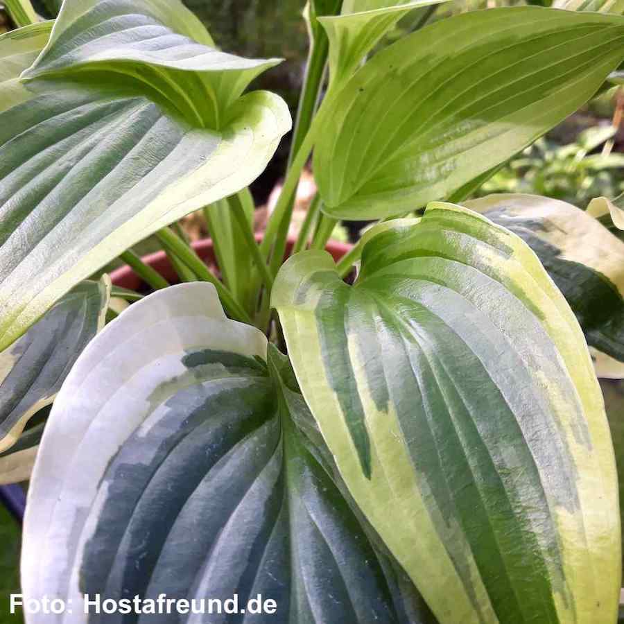 Hosta ‘Majesty’