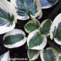 Hosta Mama Mia