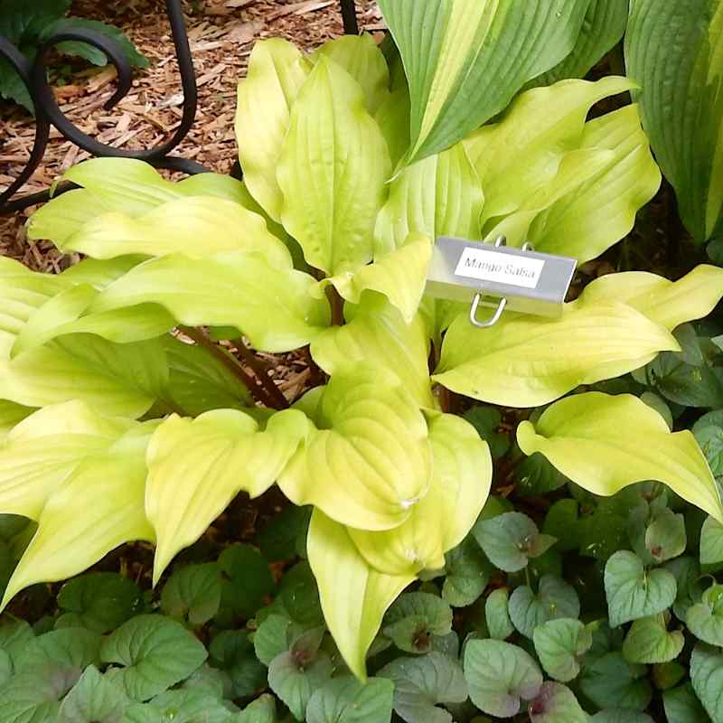 Hosta Mango Salsa