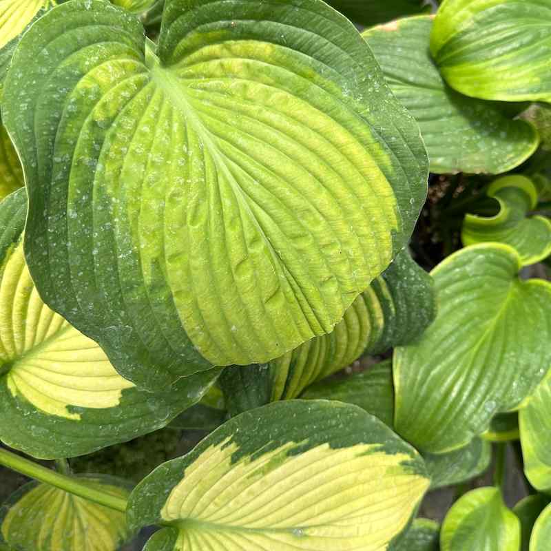 Hosta ‘Margie’s Angel’