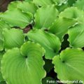 Hosta Marilyn Monroe