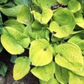 Hosta Maui Buttercups