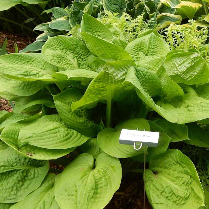 Hosta ‘Mayflower Moon’