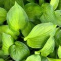 Hosta Midwest Magic