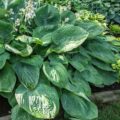 Hosta Millennium