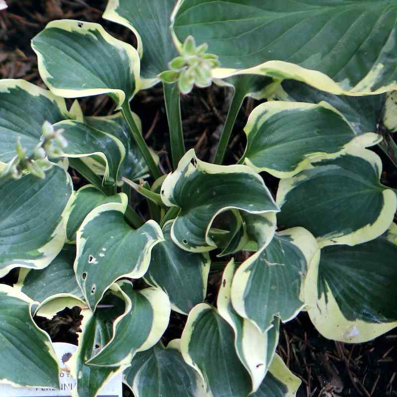 Hosta Mini Skirt