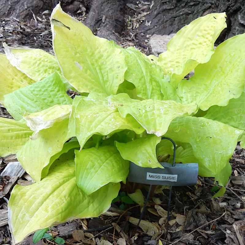 Hosta ‘Miss Susie’