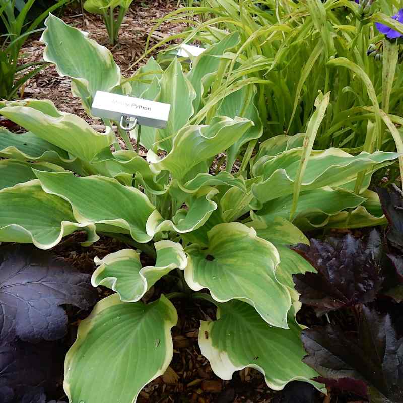 Hosta ‘Monty Python’