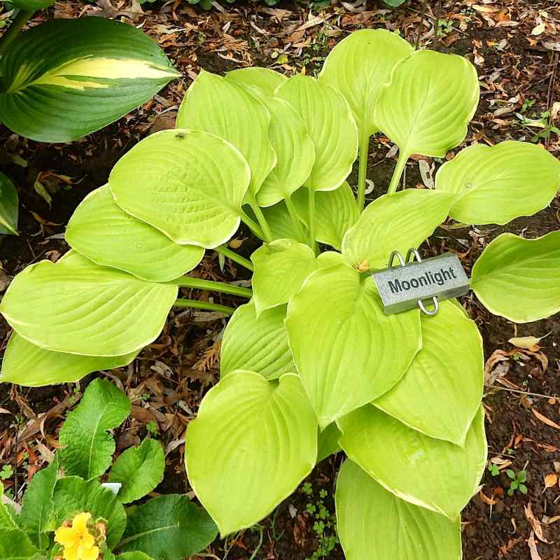 Hosta ‘Moonlight’