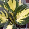 Hosta Morning Light