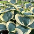 Hosta Mount Tom