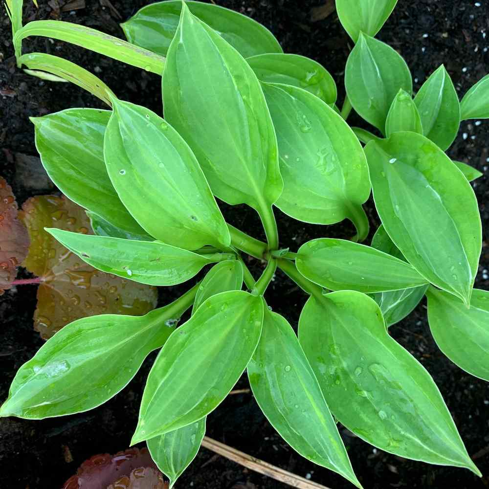 Hosta My Lucky Star