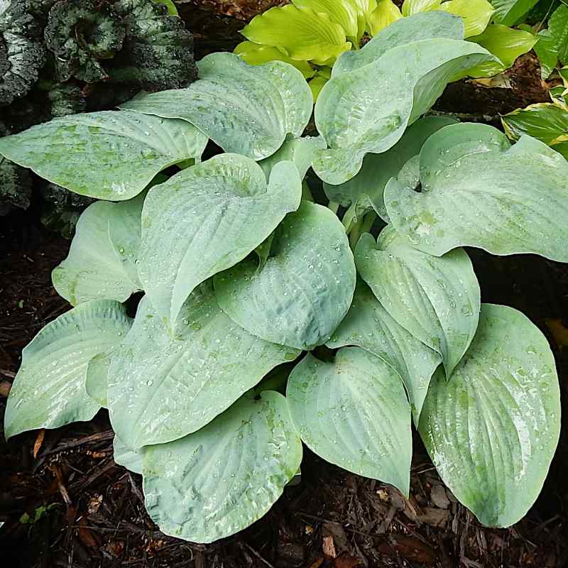 Hosta ‘Mystic Star’