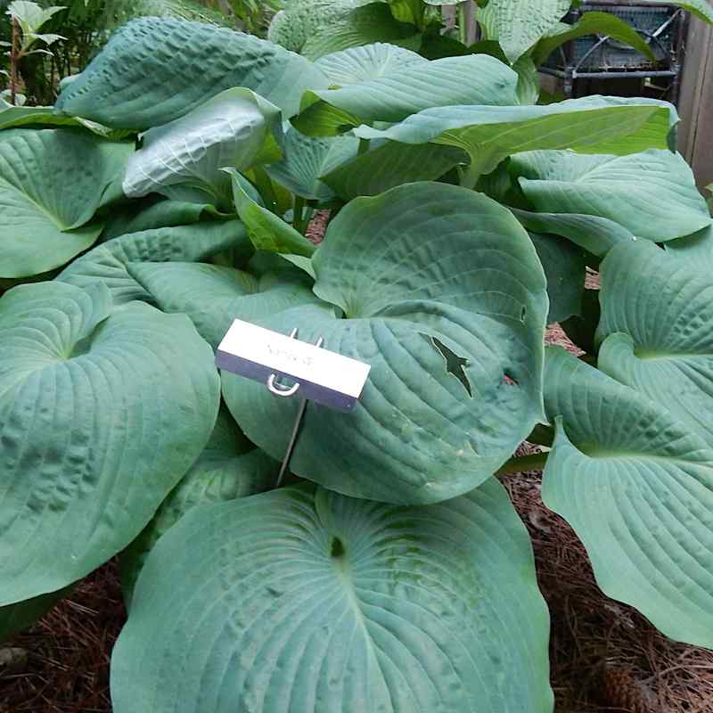 Hosta ‘Nancy Gill’