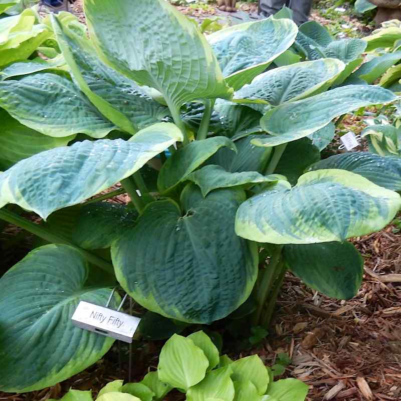 Hosta ‘Nifty Fifty’