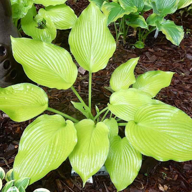 Hosta ‘Night Shift’