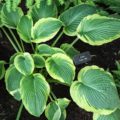 Hosta Ocean Isle