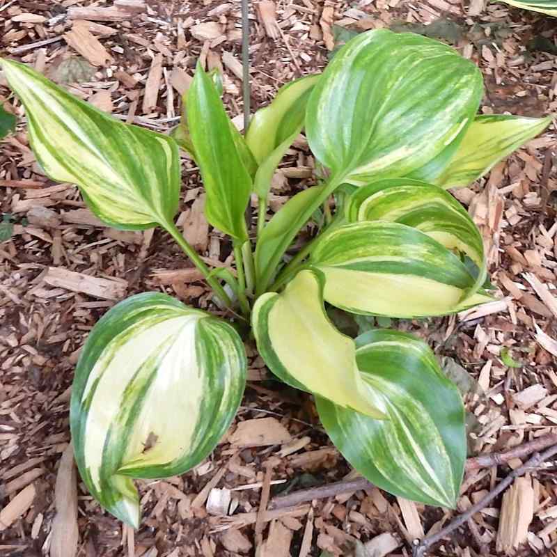 Hosta ‘Oil Paint’