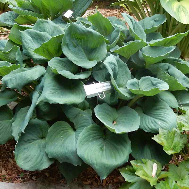 Hosta Old Cardboard Boxes