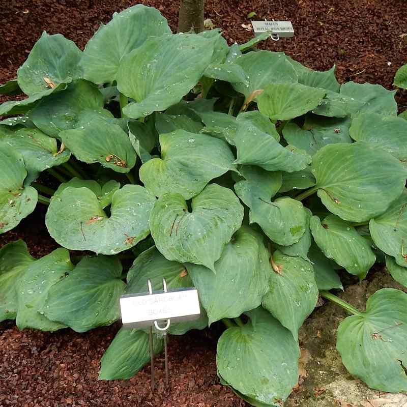 Hosta ‘Old Cardboard Boxes’