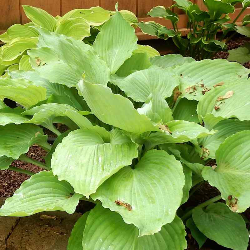 Hosta ‘Old Smokey’