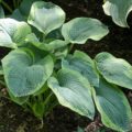 Hosta Olive Bailey Langdon