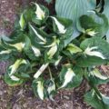 Hosta Oreo Cream