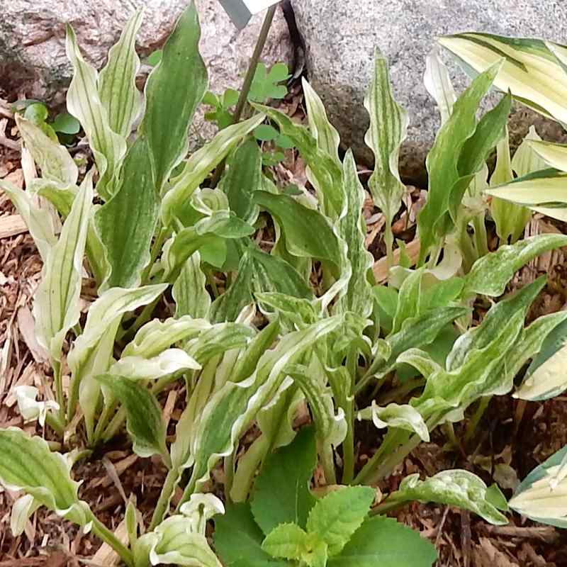 Hosta ‘Outhouse Delight’