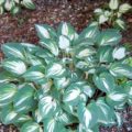 Hosta Pandoras Box