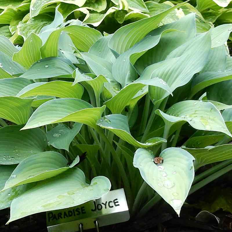 Hosta ‘Paradise Joyce’