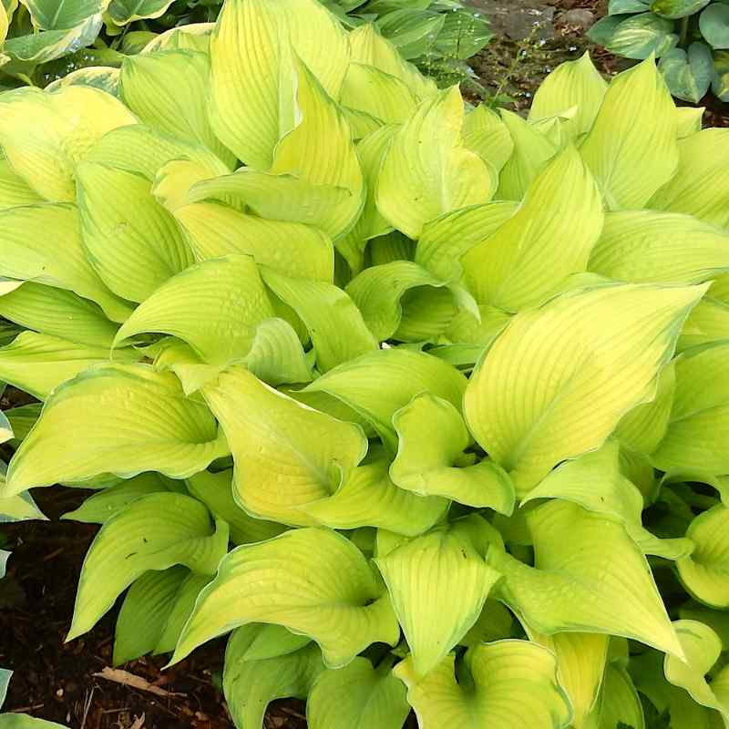 Hosta ‘Paradise Power’