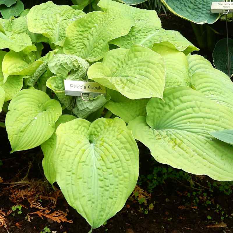 Hosta ‘Pebble Creek’