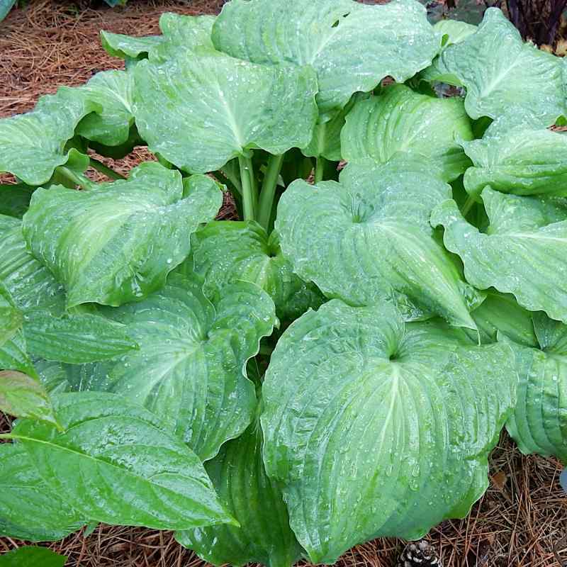 Hosta ‘Piecrust Promise’