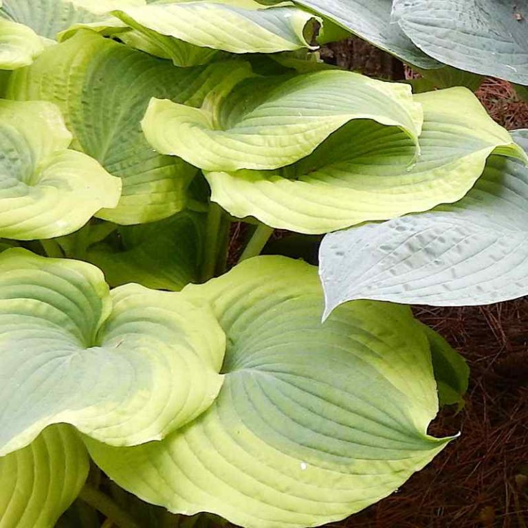 Hosta Piedmont Special