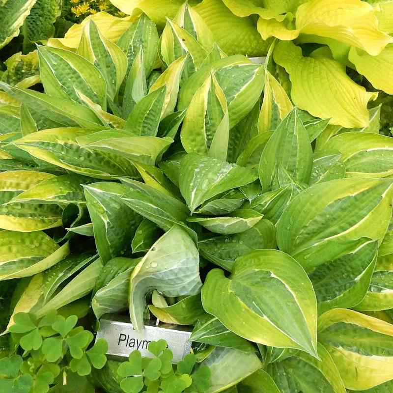 Hosta ‘Playmate’